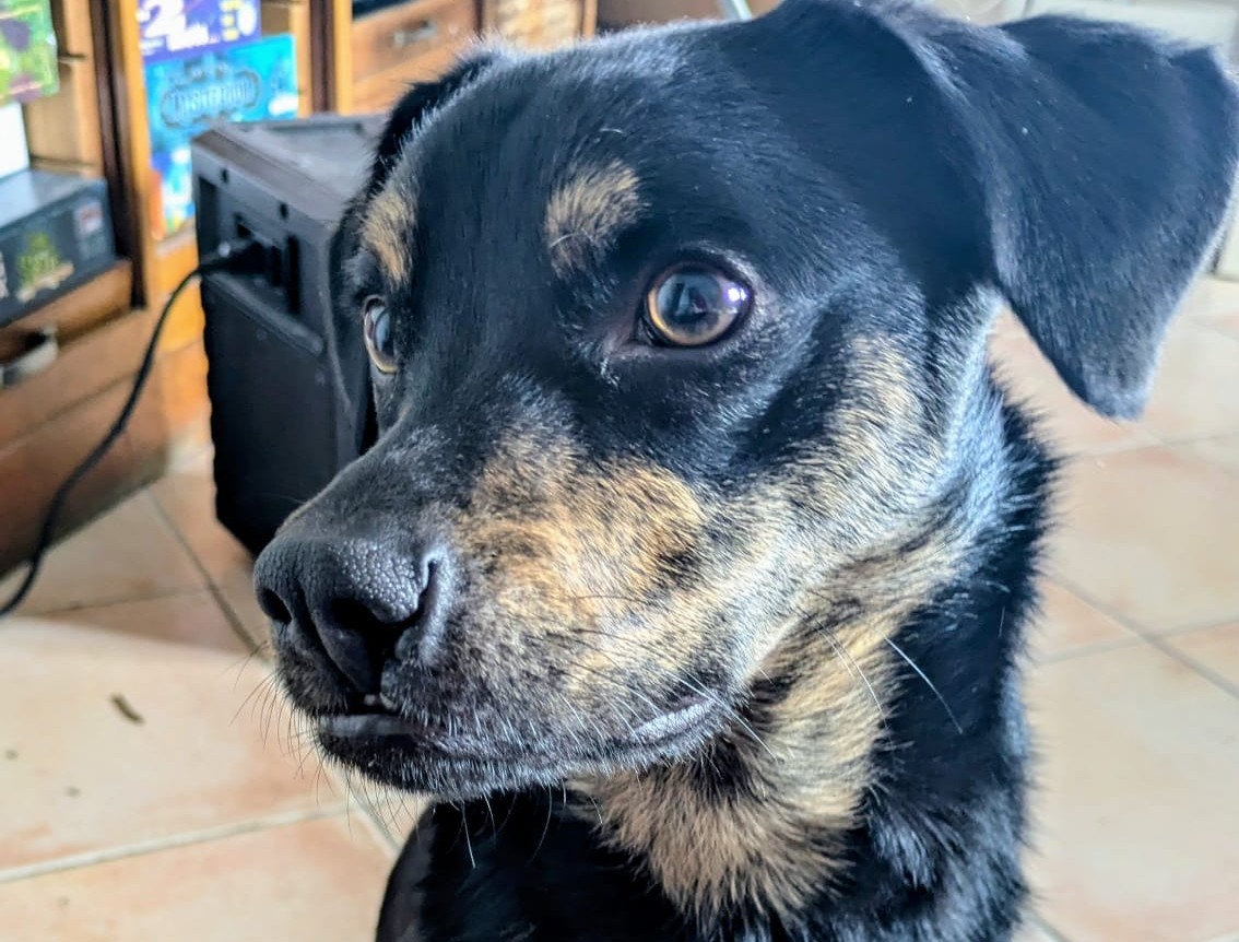 Chiens à adopter